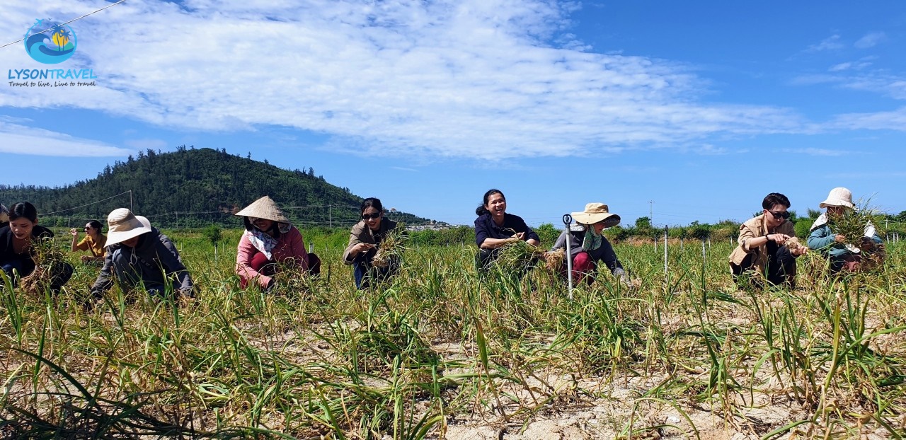 Tour Lý Sơn 4 ngày 3 đêm khám phá trọn vẹn Cù Lao Ré