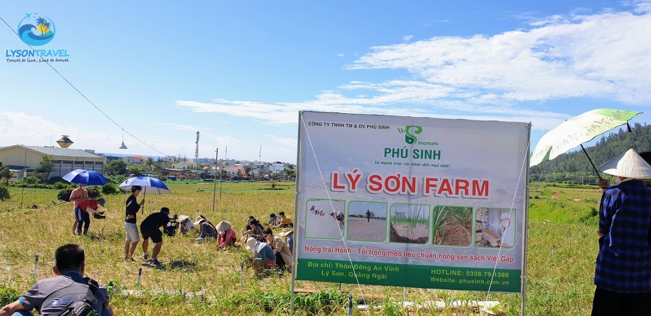 Tour Lý Sơn 4 ngày 3 đêm khám phá trọn vẹn Cù Lao Ré