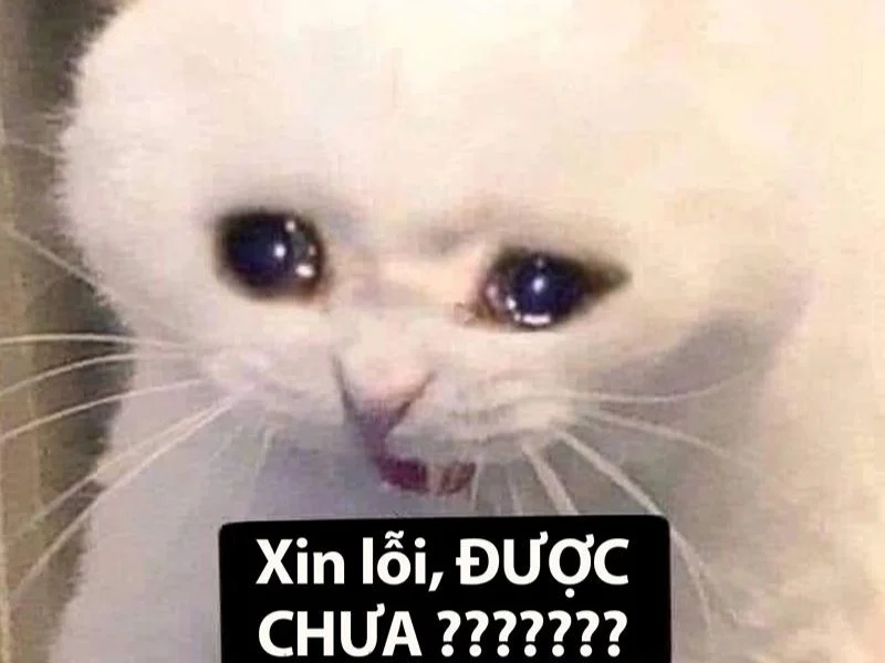 Danh sách những bức ảnh Meme mèo khóc hài hước, dễ thương và độc đáo nhất