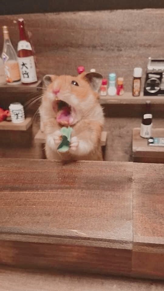 Bộ sưu tập meme chuột Hamster vui nhộn, dễ thương