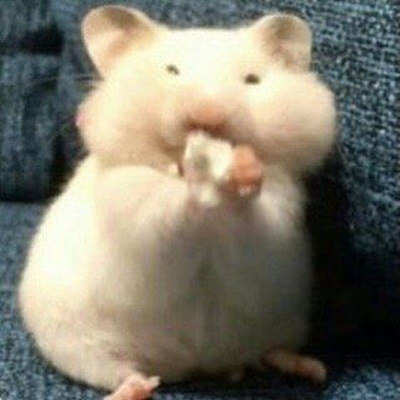 Bộ sưu tập meme chuột Hamster vui nhộn, dễ thương