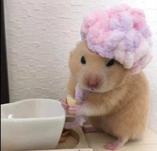 Bộ sưu tập meme chuột Hamster vui nhộn, dễ thương