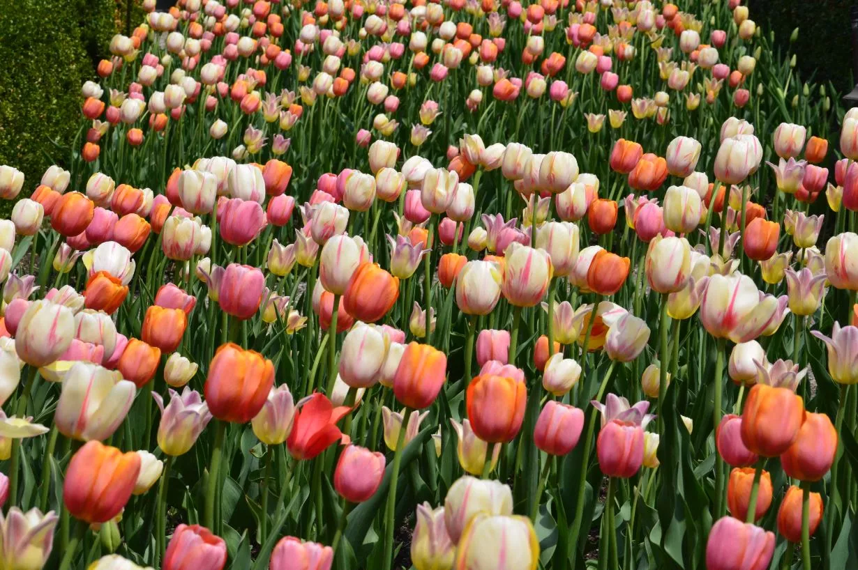 Hướng dẫn vẽ hoa tulip và mẫu tranh hoa tulip đẹp